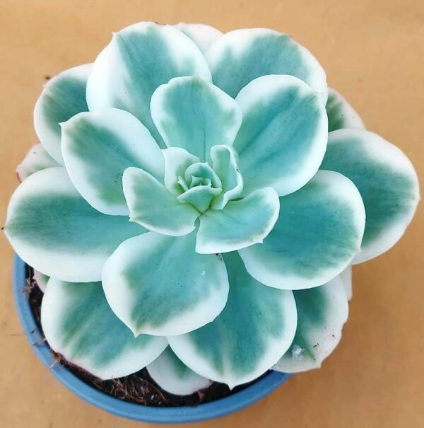 Echeveria Lemon Rose variegata