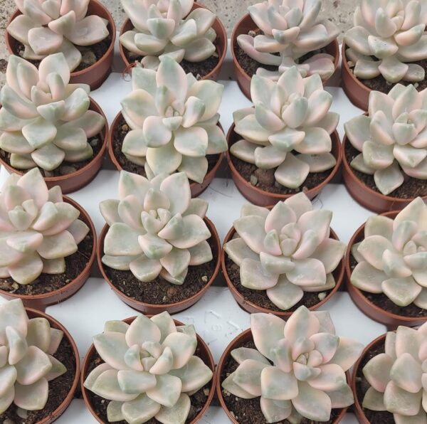 Graptoveria titubans
