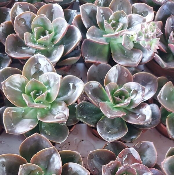 Echeveria magic pearl
