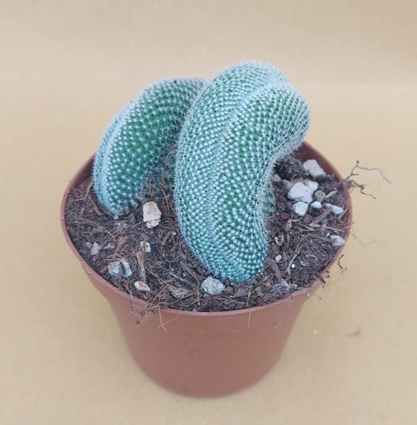 Mammillaria hahniana crestata