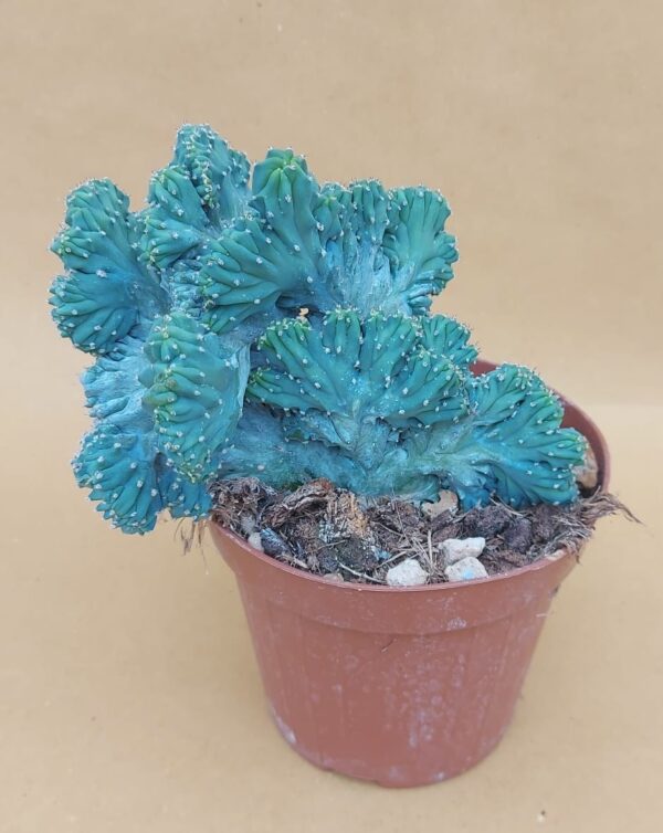 Myrtillocactus geometrizan crestato