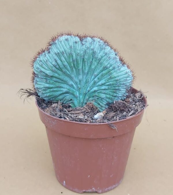 Pachycereus pringlei crestato