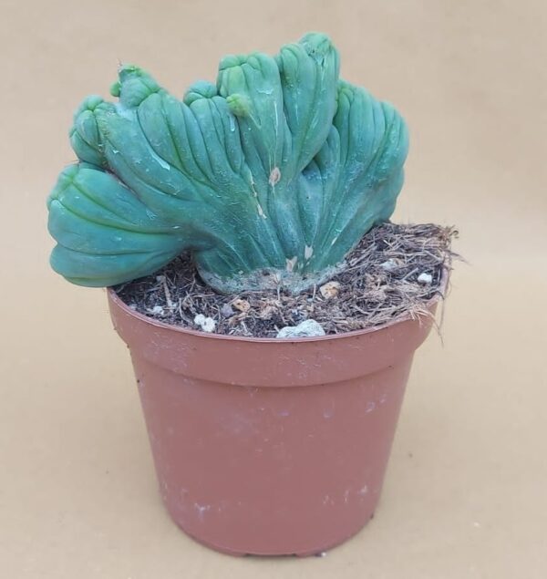 Trichocereus pachanoi cristato