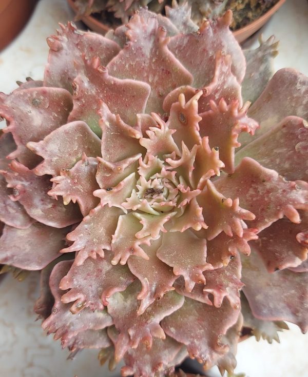 Graptoveria starfire