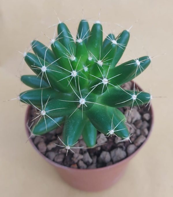 Mammillaria longimamma